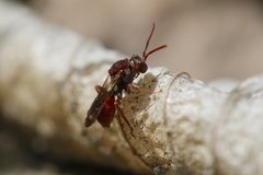 Nomada australis