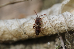 Nomada australis