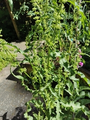 Rumex crispus