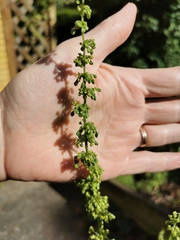 Rumex crispus