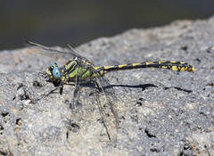 Ophiogomphus morrisoni