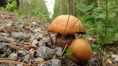 Leccinum vulpinum