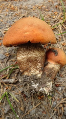 Leccinum vulpinum