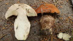 Leccinum vulpinum