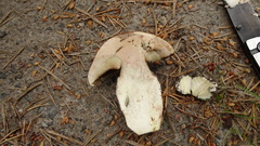 Leccinum vulpinum
