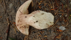 Leccinum vulpinum