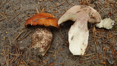 Leccinum vulpinum