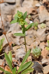 Euphorbia taurinensis
