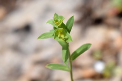 Euphorbia taurinensis