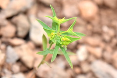 Euphorbia taurinensis