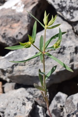 Euphorbia taurinensis