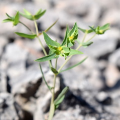 Euphorbia taurinensis
