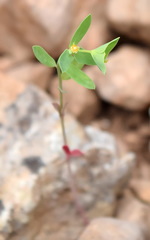 Euphorbia taurinensis