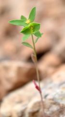 Euphorbia taurinensis