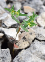 Euphorbia taurinensis