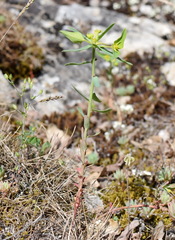 Euphorbia taurinensis