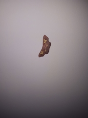 Pseudasellodes laternaria