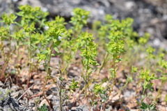 Euphorbia taurinensis