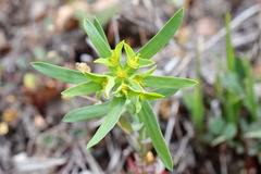 Euphorbia taurinensis