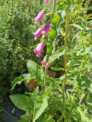 Digitalis purpurea