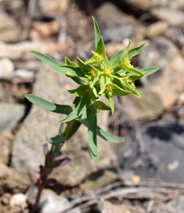 Euphorbia taurinensis