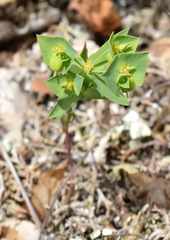 Euphorbia taurinensis