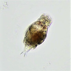 Cephalodella megalocephala