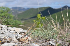 Euphorbia taurinensis