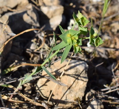 Euphorbia taurinensis
