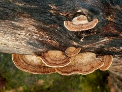 Gloeophyllum striatum