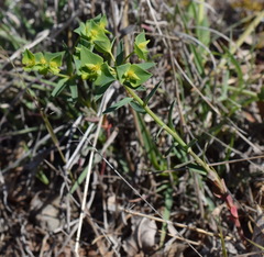 Euphorbia taurinensis