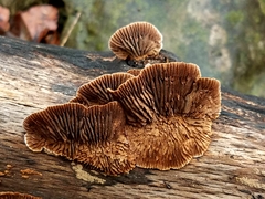 Gloeophyllum striatum