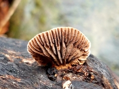 Gloeophyllum striatum