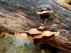 Gloeophyllum striatum