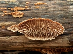 Gloeophyllum striatum