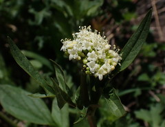 Valeriana californica
