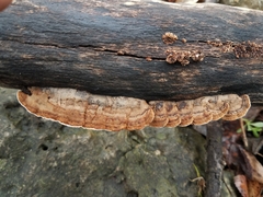 Gloeophyllum striatum