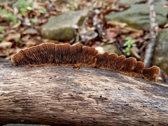 Gloeophyllum striatum