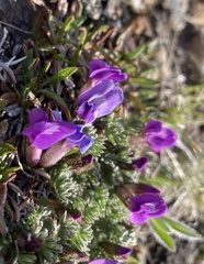 Oxytropis podocarpa