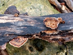 Gloeophyllum striatum