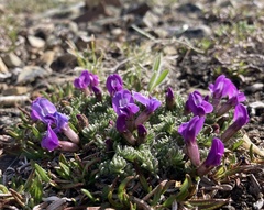 Oxytropis podocarpa