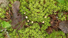 Paragymnopus perforans