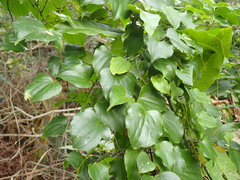 Dioscorea cotinifolia