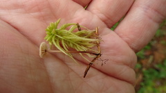 Paragymnopus perforans