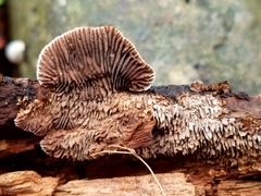 Gloeophyllum striatum