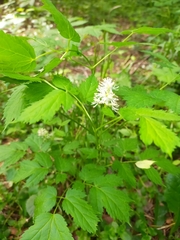 Actaea spicata