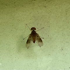 Chrysopilus quadratus