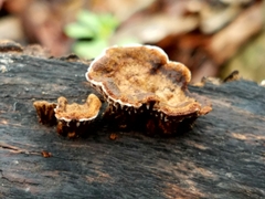 Gloeophyllum striatum