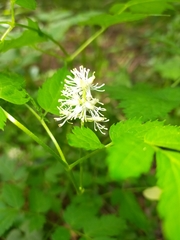 Actaea spicata