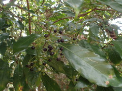 Tarenna pavettoides